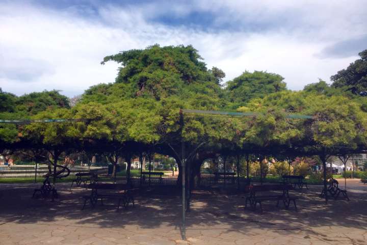 A big tree in a park of Lisbon
