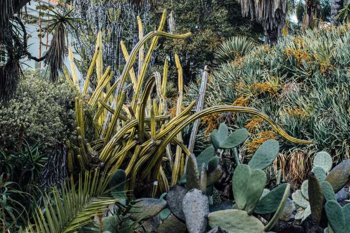 Diverse green plants in a garden in Lisbon